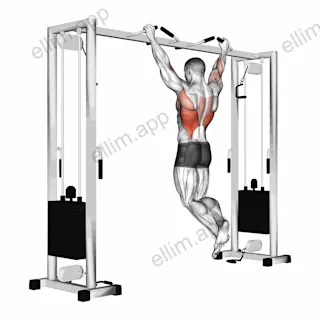 Pull up (neutral grip) exercise targeting Back and Latissimus Dorsi
