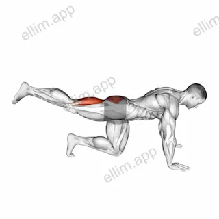 Quadruped Leg Curl exercise targeting Thighs and Hamstrings