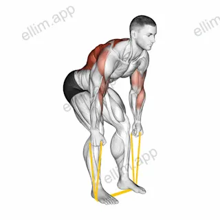 Resistance Band Bent Over Neutral Grip Row exercise targeting Back and Infraspinatus