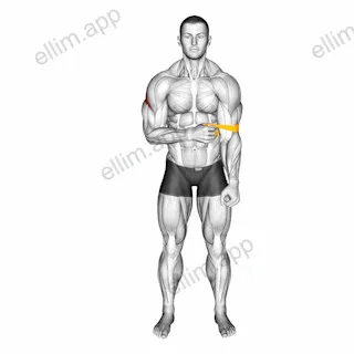 Resistance Band External Rotation exercise targeting Back and Teres Minor