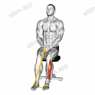 Resistance Band Foot Plantar Flexion exercise targeting Calves