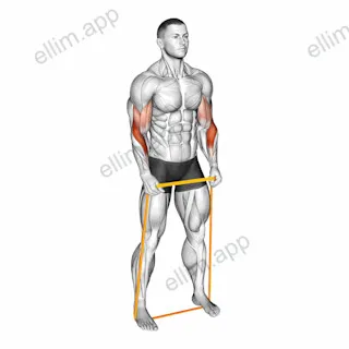 Resistance Band Hammer Curl exercise targeting Forearms and Brachioradialis