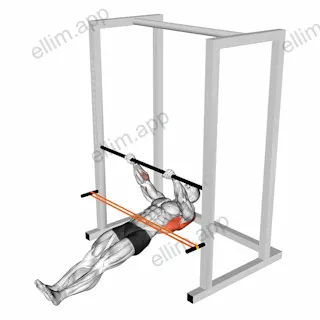 Resistance Band Inverted Row exercise targeting Back