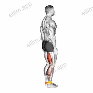 Resistance Band Leg Curl exercise targeting Thighs and Hamstrings