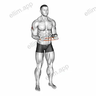 Resistance Band Pullapart (Supination at 90 Degrees) exercise targeting Back