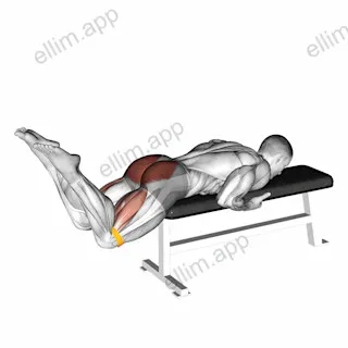 Resistance Band Reverse Hyperextension exercise targeting Hips and Gluteus Maximus