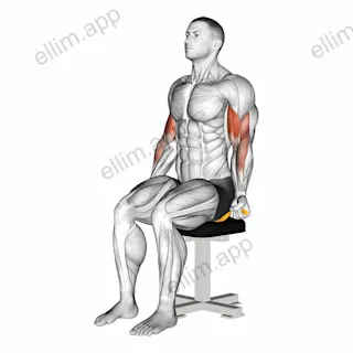 Resistance Band Seated Biceps Curl exercise targeting Upper Arms