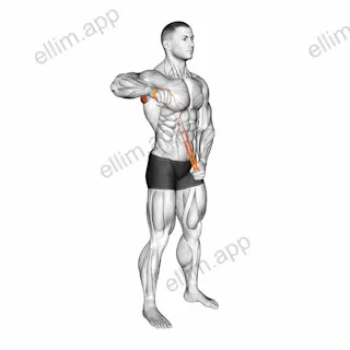 Resistance Band Standing 90 degrees Shoulder Extrernal Rotation exercise targeting Back