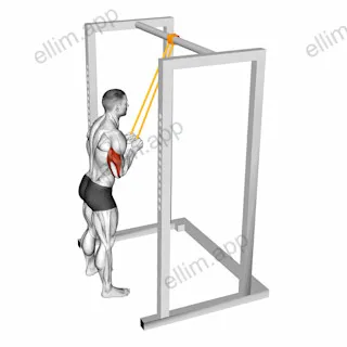 Resistance Band Triceps Pushdown exercise targeting Upper Arms and Triceps Brachii