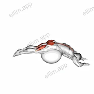 Reverse Hyper extension (on stability ball) exercise targeting Thighs and Erector Spinae