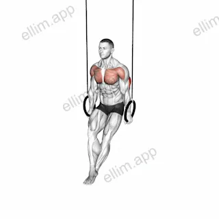 Ring Dips exercise targeting Upper Arms and Triceps Brachii