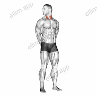 Rotating Neck Stretch exercise targeting Neck