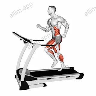 Run (equipment) exercise targeting Cardio