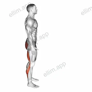 Runners Stretch exercise targeting Thighs and Gastrocnemius