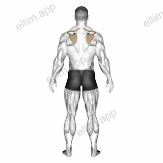 Scapula Elevation Depression exercise targeting Back