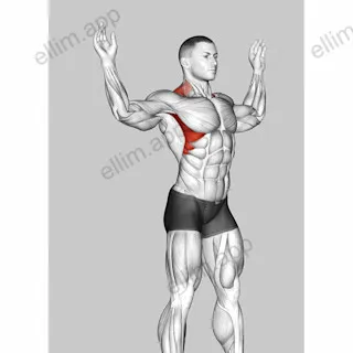 Scapular Slide Back to Wall exercise targeting Back and Serratus Anterior