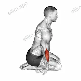 Seated Forearms Stretch exercise targeting Stretching