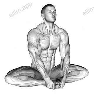 Seated Groin Stretch exercise targeting Hips and Adductor Brevis