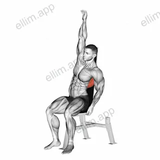 Seated Lower Back Stretch exercise targeting Back and Latissimus Dorsi
