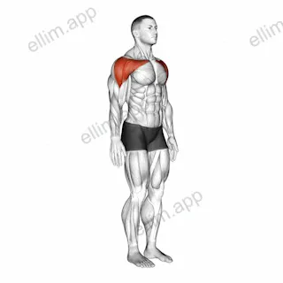 Shoulder - Abduction exercise targeting Shoulders