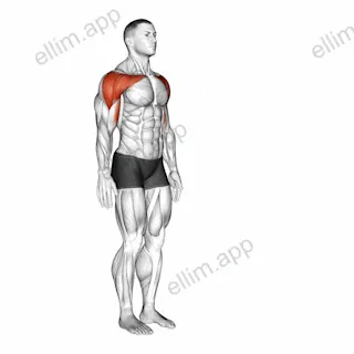 Shoulder - Flexion exercise targeting Shoulders