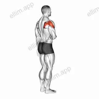 Shoulder - Lateral Rotation (External Rotation) exercise targeting Shoulders