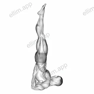 Shoulder Stand Yoga Pose exercise targeting Waist and Gluteus Maximus
