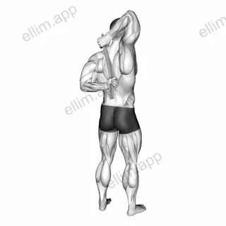 Shoulder Stretch With Towel Behind The Back exercise targeting Shoulders