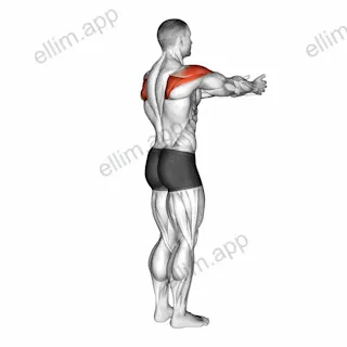 Shoulder - Transverse Abduction exercise targeting Shoulders