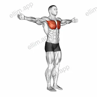 Shoulder - Transverse Adduction exercise targeting Shoulders