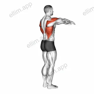 Shoulder - Transverse Extension exercise targeting Shoulders