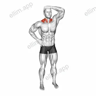 Side Neck Stretch exercise targeting Neck and Sternocleidomastoid