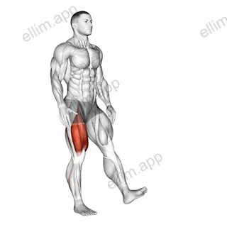 Single Leg Squat (pistol) exercise targeting Thighs and Gluteus Maximus