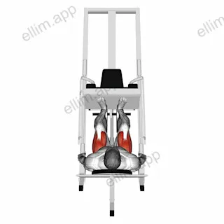Sled 45ø Leg Press (Back POV) exercise targeting Thighs and Gluteus Maximus