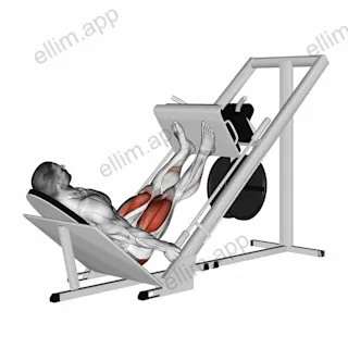 Sled 45 Leg Press exercise targeting Thighs