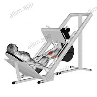 Sled Calf Press On Leg Press exercise targeting Calves and Gastrocnemius