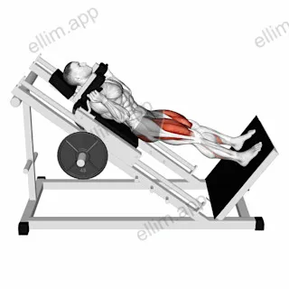 Sled Full Hack Squat exercise targeting Thighs