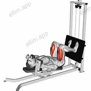 Sled Lying Squat exercise targeting Thighs and Gluteus Maximus