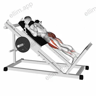 Sled Reverse Hack Squat exercise targeting Thighs and Gluteus Maximus