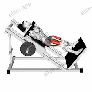 Sled Wide Hack Squat exercise targeting Thighs and Gluteus Maximus