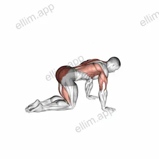 Sliding Leg Bird Dog exercise targeting Back