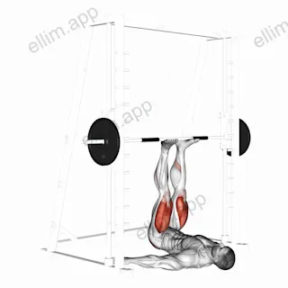 Smith Leg Press exercise targeting Thighs and Gluteus Maximus