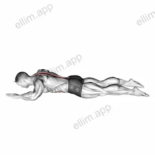 Sphinx exercise targeting Back and Erector Spinae