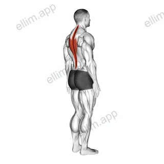 Spine (Lumbar) - Extension exercise targeting Hips