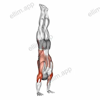 Stalder Press exercise targeting Upper Arms