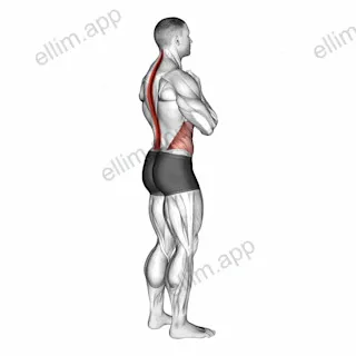 Standing Back Rotation Stretch exercise targeting Back and Erector Spinae