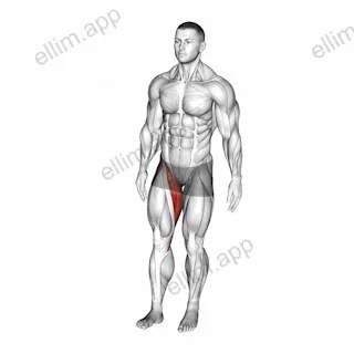 Standing Leg Circle exercise targeting Hips and Adductor Brevis