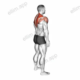 Standing Scapular Rotation exercise targeting Back