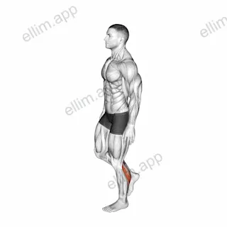 Standing Single Leg Calf Raise Balance exercise targeting Calves
