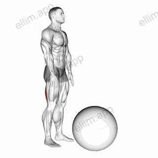 Standing Straight Leg Hamstring Contract Relax on Exercise Ball exercise targeting Thighs